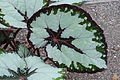 Begonia Rex