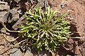 Buck's horn plantain