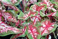 Caladium