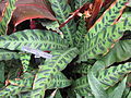 Calathea