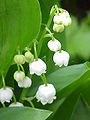 Convallaria