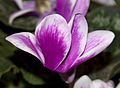 Cyclamen