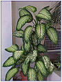 Dieffenbachia