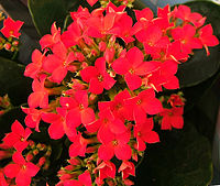 Kalanchoe blossfeldiana