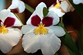 Miltoniopsis