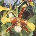 Odontoglossum