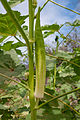 Okra