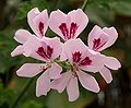 Pelargonium