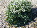 Sea Kale