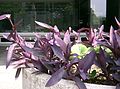 Tradescantia_pallida_Purpurea1