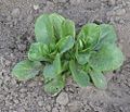 Lamb's lettuce