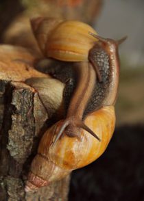 Slugs and snails are a nightmare in the garden.