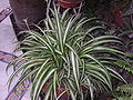 Spider plant