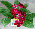 Streptocarpus