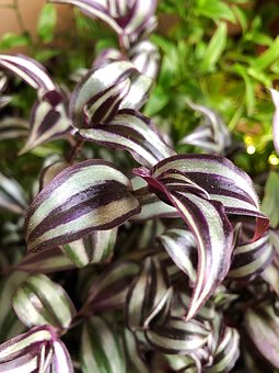 Colourful Indoor Container Leaf Plants (Grow More than Plain Green Leaves)