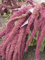 Amaranth