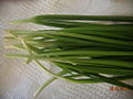 Chinese chives