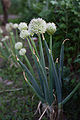 Oriental bunching onions