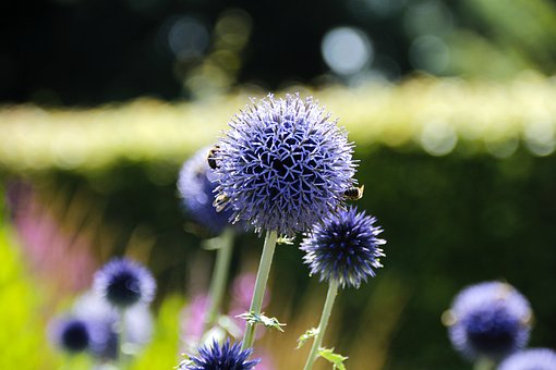 Echinops make excelent perennial in a Comtemporary planting scheme