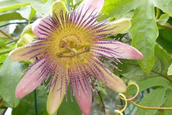 Passion Flower will add exotic touches to tropical gardens