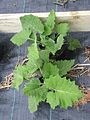 Japanese burdock