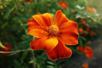 French Marigold an annual