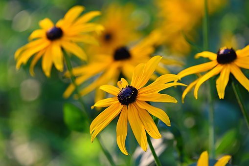 RudBeckia looks great in containers