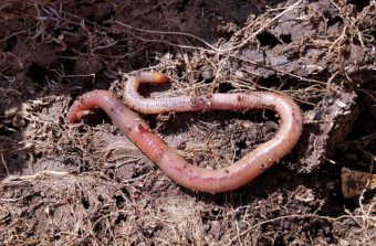 Worms help the compost process