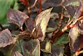 Persicaria microcephala 'Red Dragon'