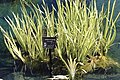 ACORUS CALAMUS ‘Argenteostriatus’