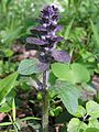 Ajuga reptans