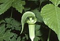 Arisaema triphyllum