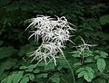 Aruncus dioicus