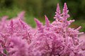 Astilbe 'Fenai'