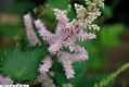 Astilbe chinensis