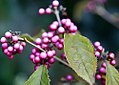 Callicarpa bodinieri