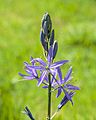 Camassia leichtlinii