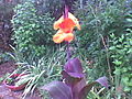 Canna 'Wyoming'