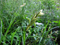 Carex muskingumensis