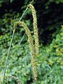 Carex pendula