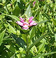 Chelone obliqua