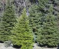 CRYPTOMERIA JAPONICA