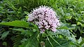 Eupatorium cannabinum