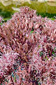 Eupatorium purpureum