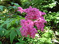 Filipendula purpurea