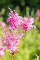 Filipendula rubra