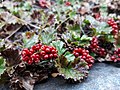 Gunnera Magellanica