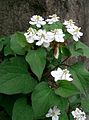 Houttuynia cordata