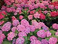 Hydrangea lacecap