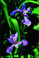 Iris versicolor